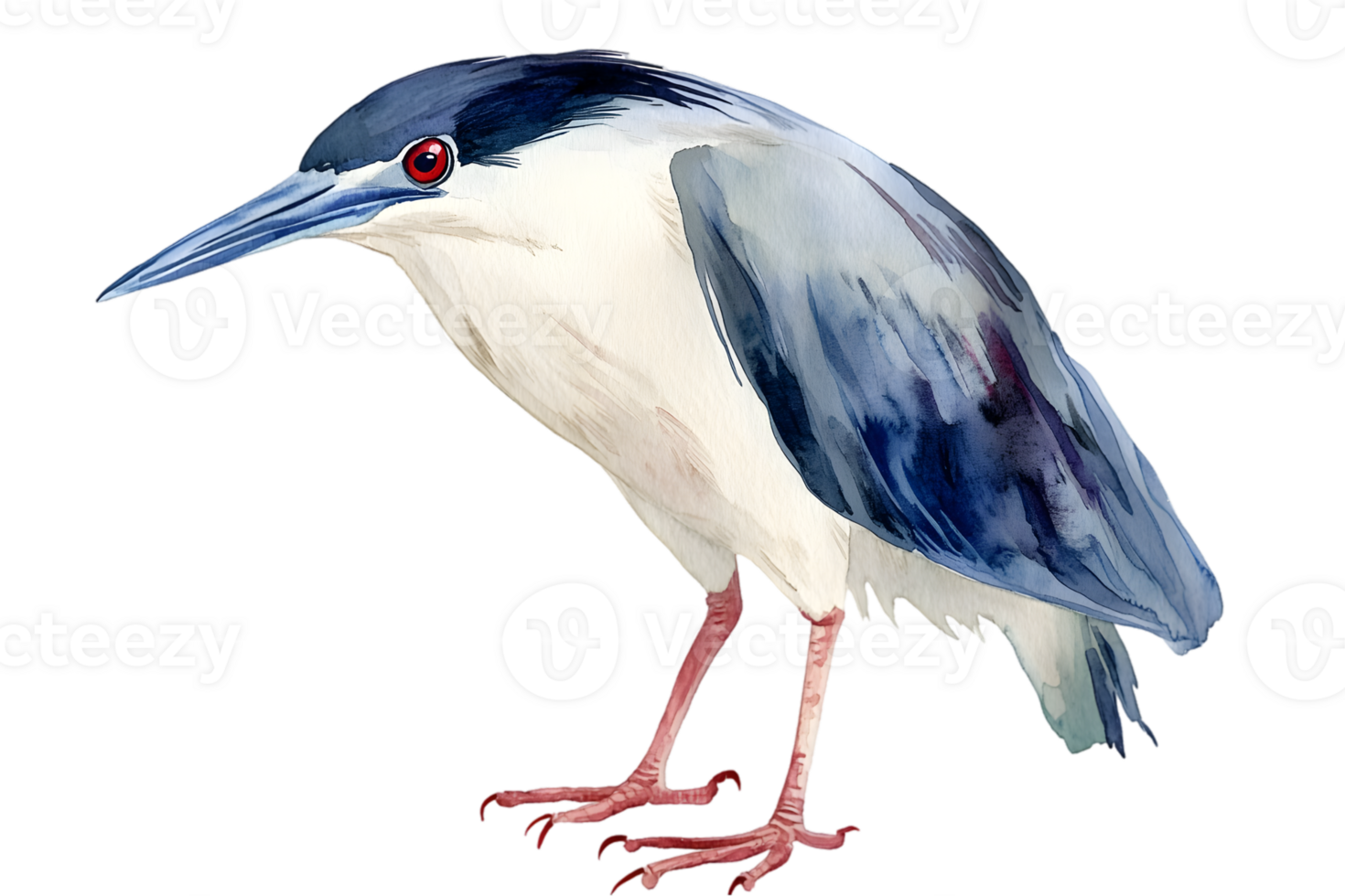 Watercolor Illustration Of A Bird png