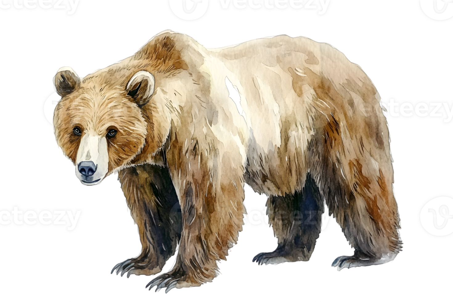Watercolor Illustration Of A Brown Bear png