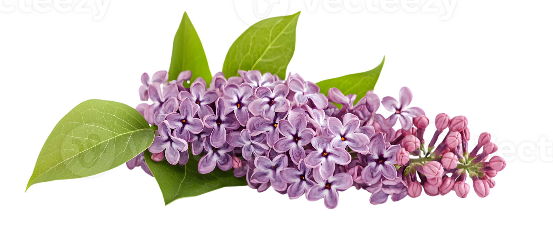 Springtime Bouquet Of Lilac Flowers png