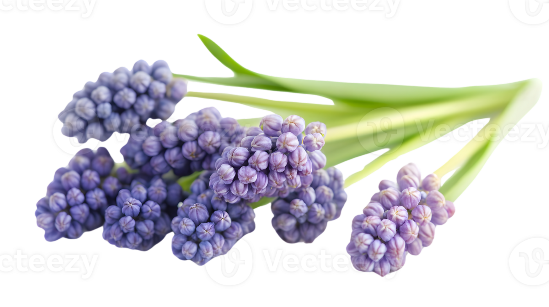 Purple Flower Bouquet Close Up png