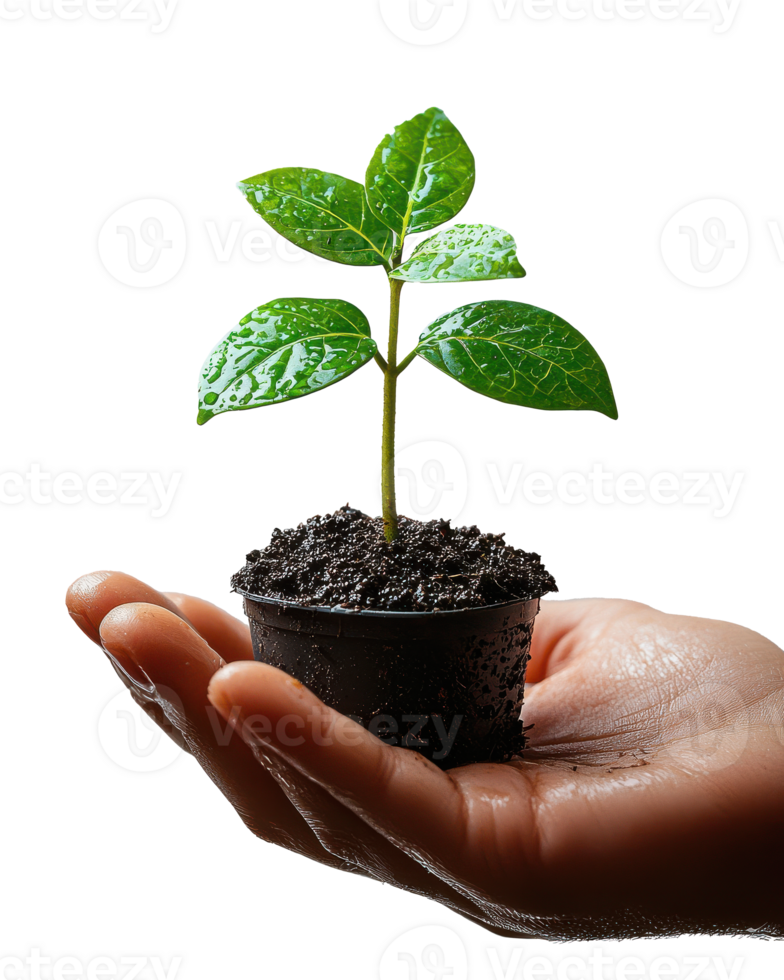 Green Sprout Growing in Hand png