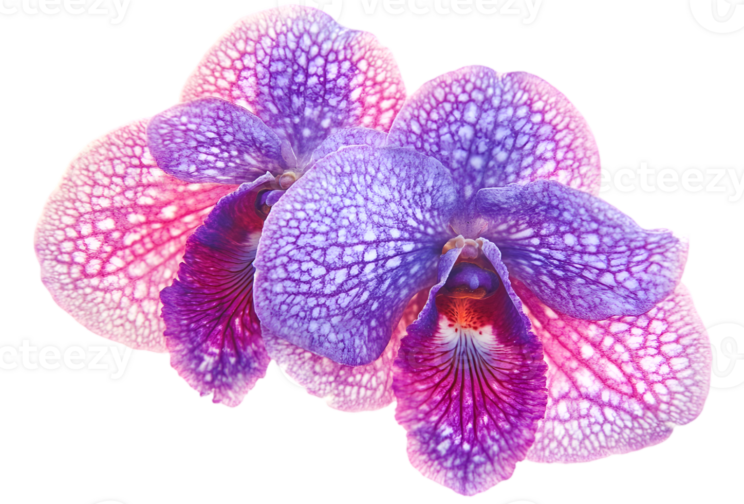Pair Of Vibrant Purple And Pink Orchids png