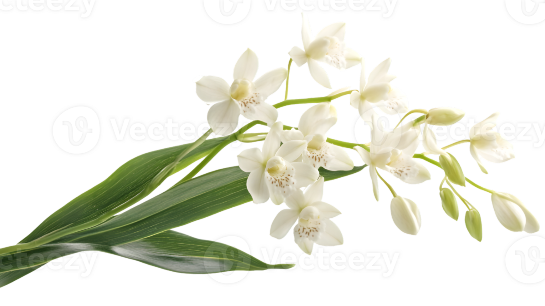 Elegant White Orchid Bouquet With Green Leaves png