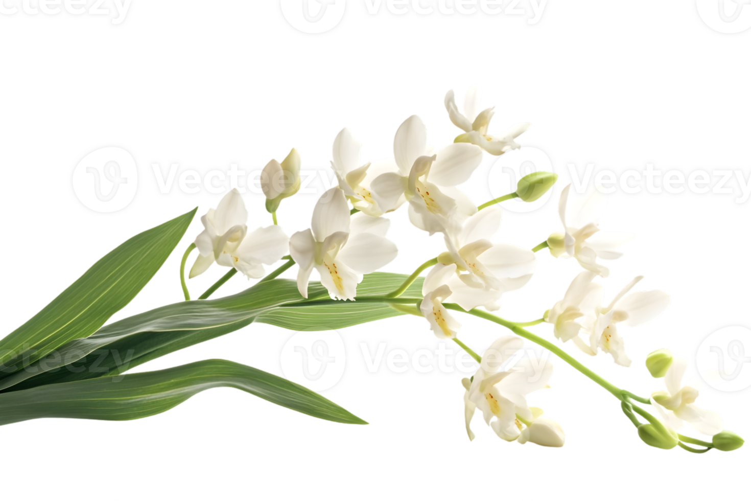 Elegant White Orchids Bouquet png