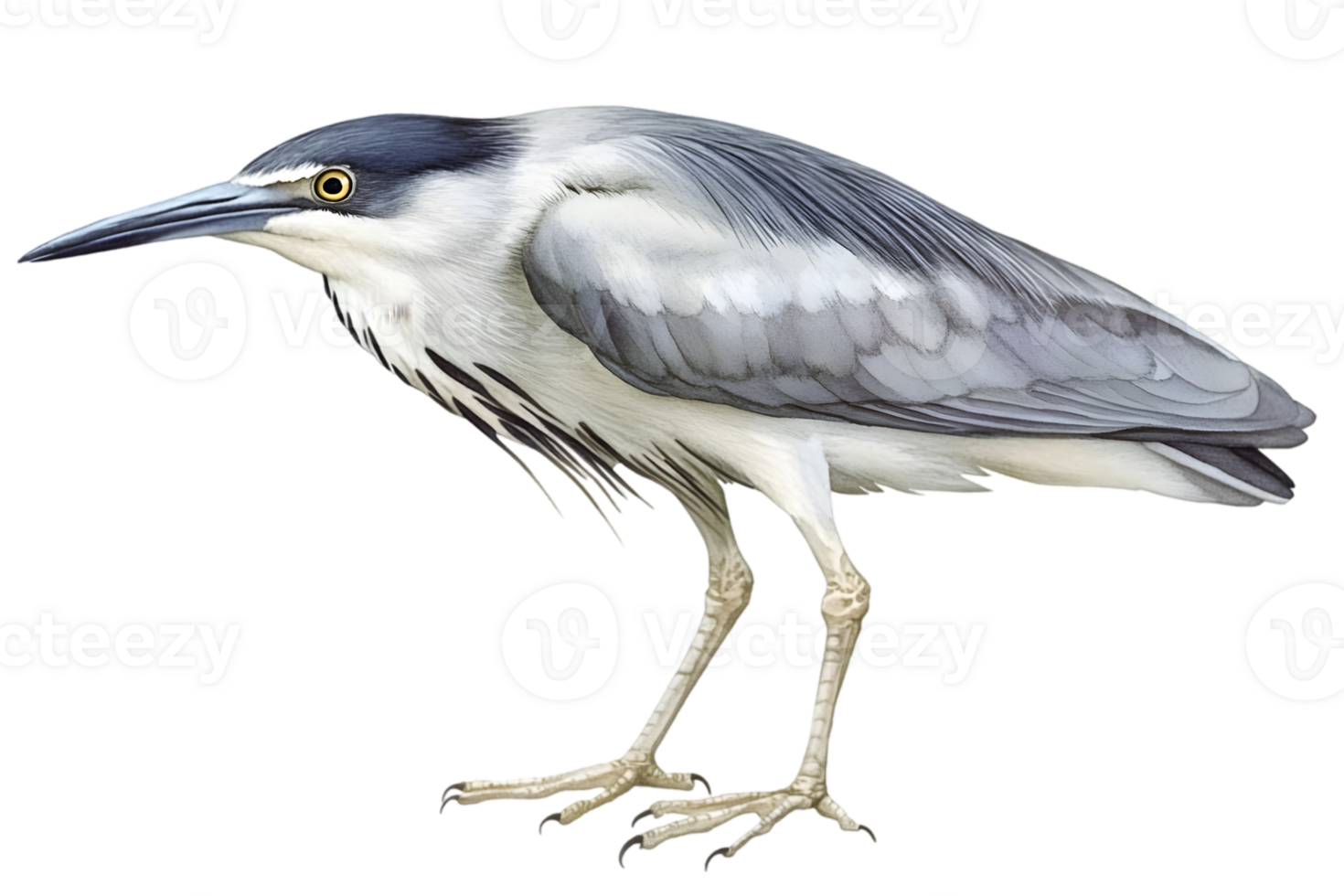 Grey Heron Profile Portrait png