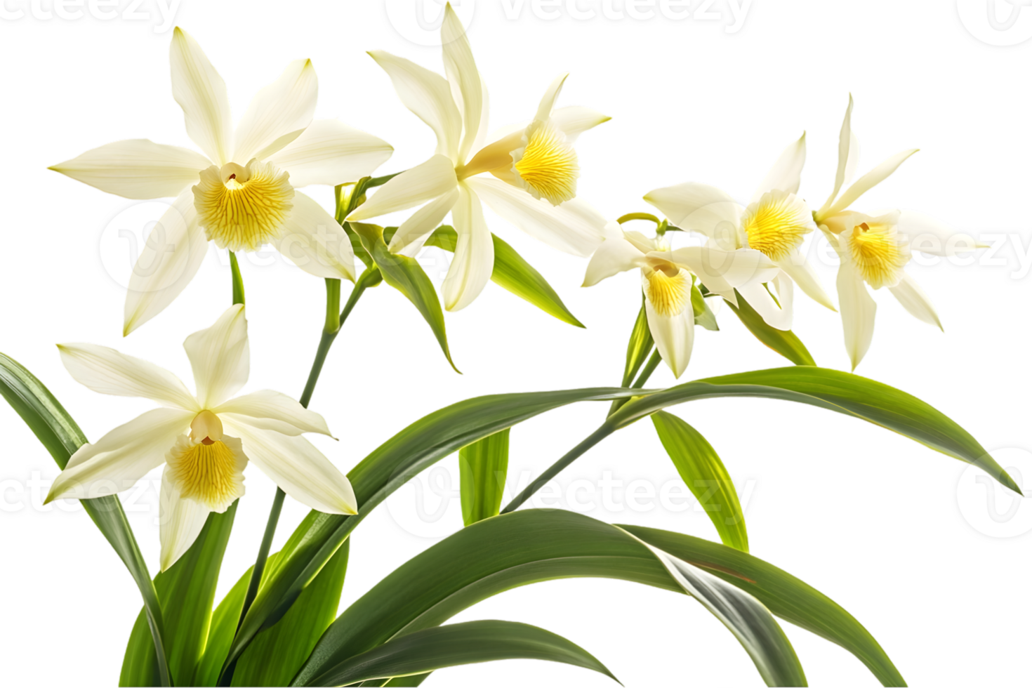 Group Of White And Yellow Orchids With Green Leaves png