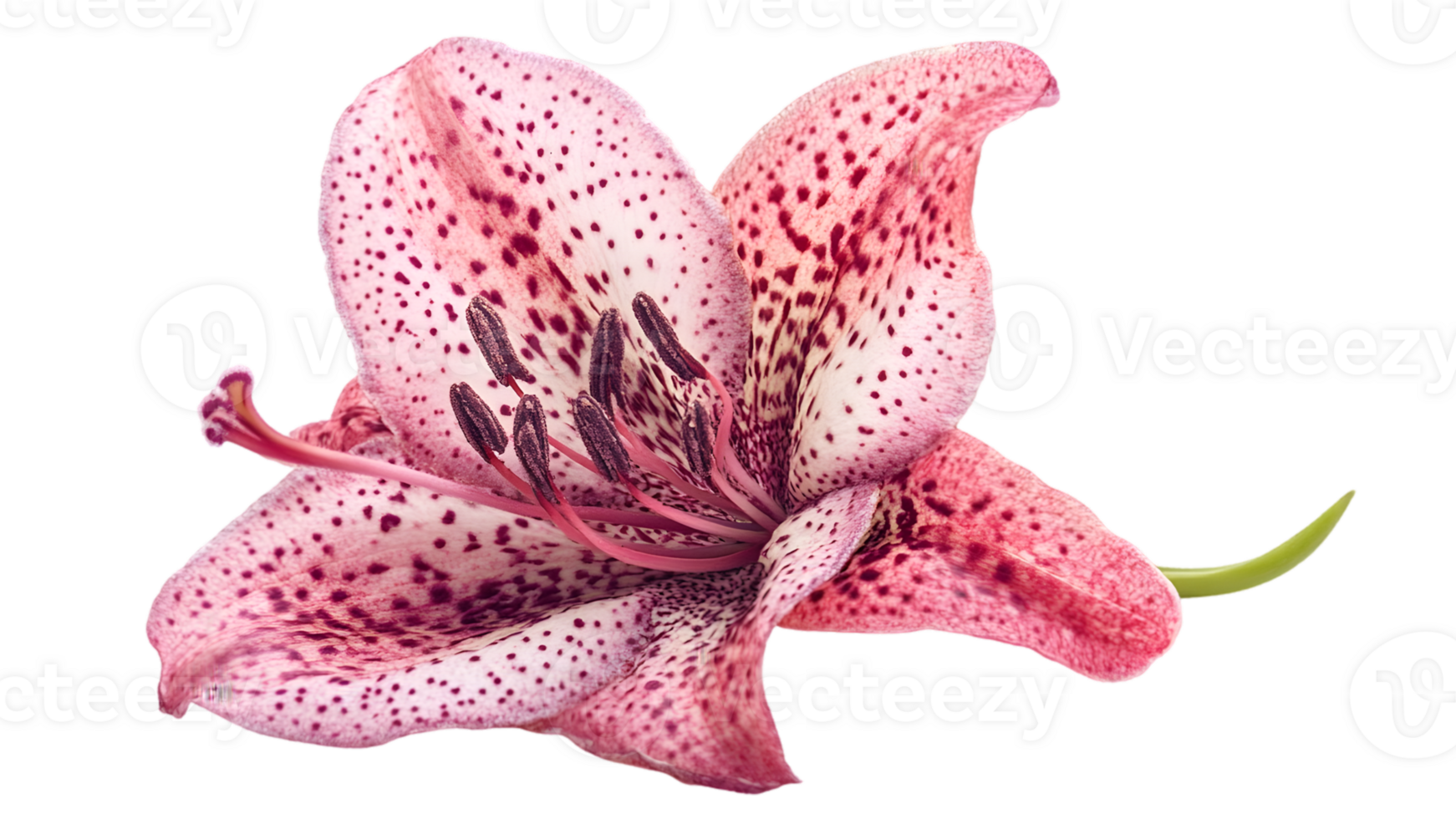 Pink Spotted Lily Flower On Transparent Background png