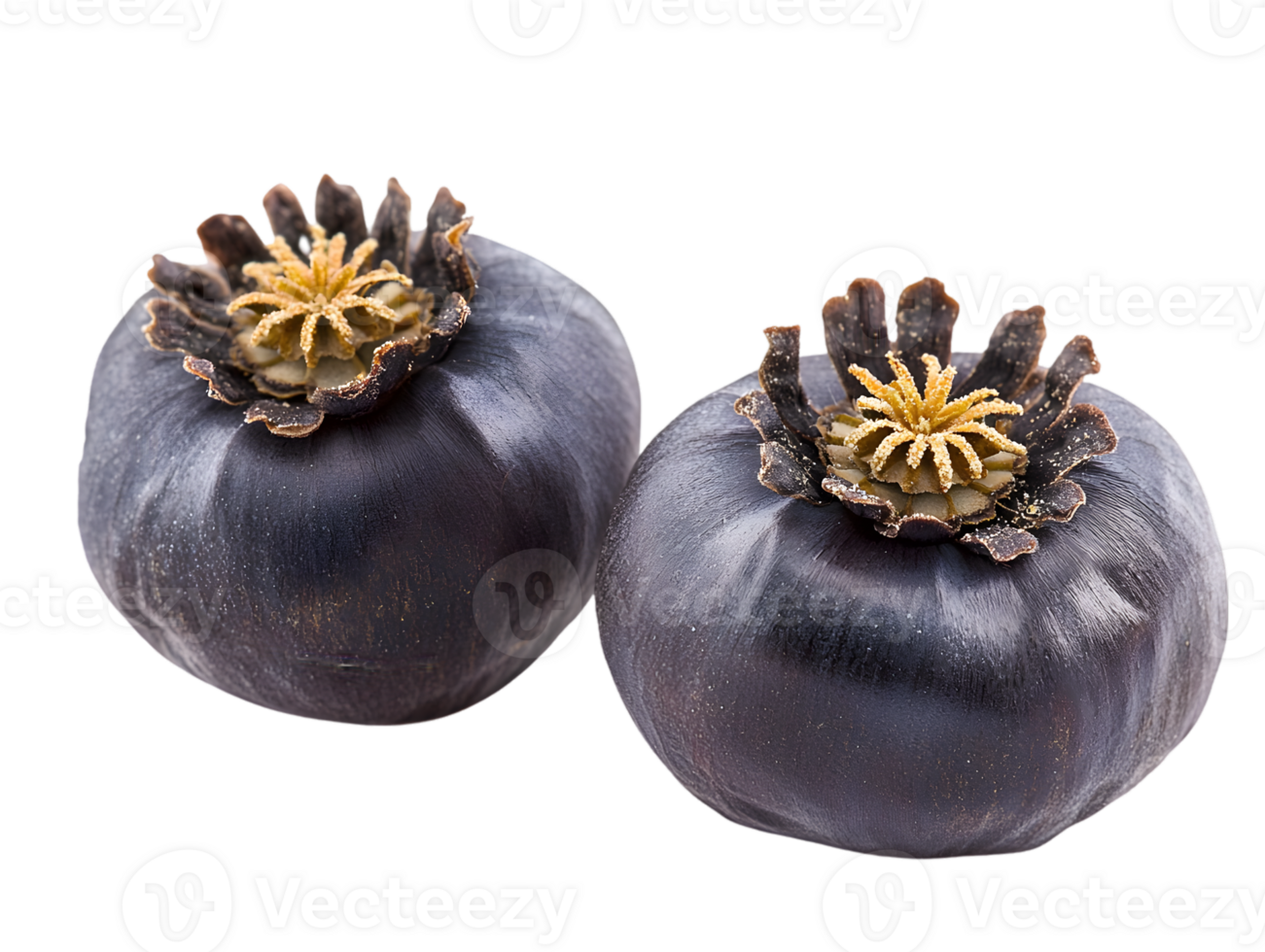 Two Dark Purple Poppy Seed Pods On Black Background png