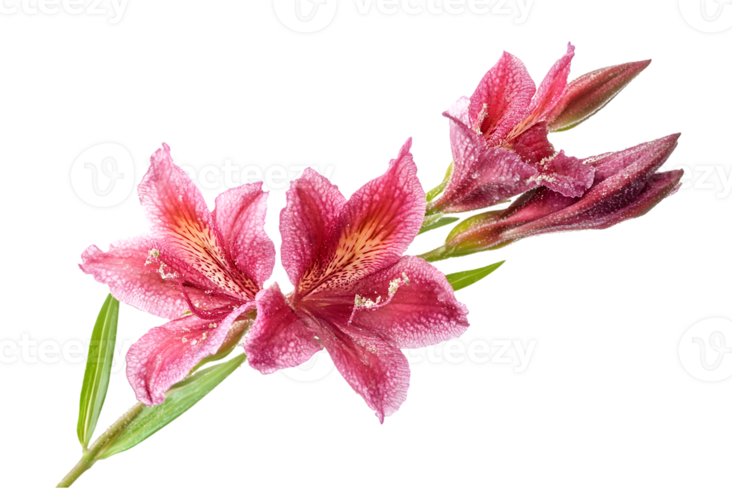 Pink and Red Flowers Isolated on Black Background png