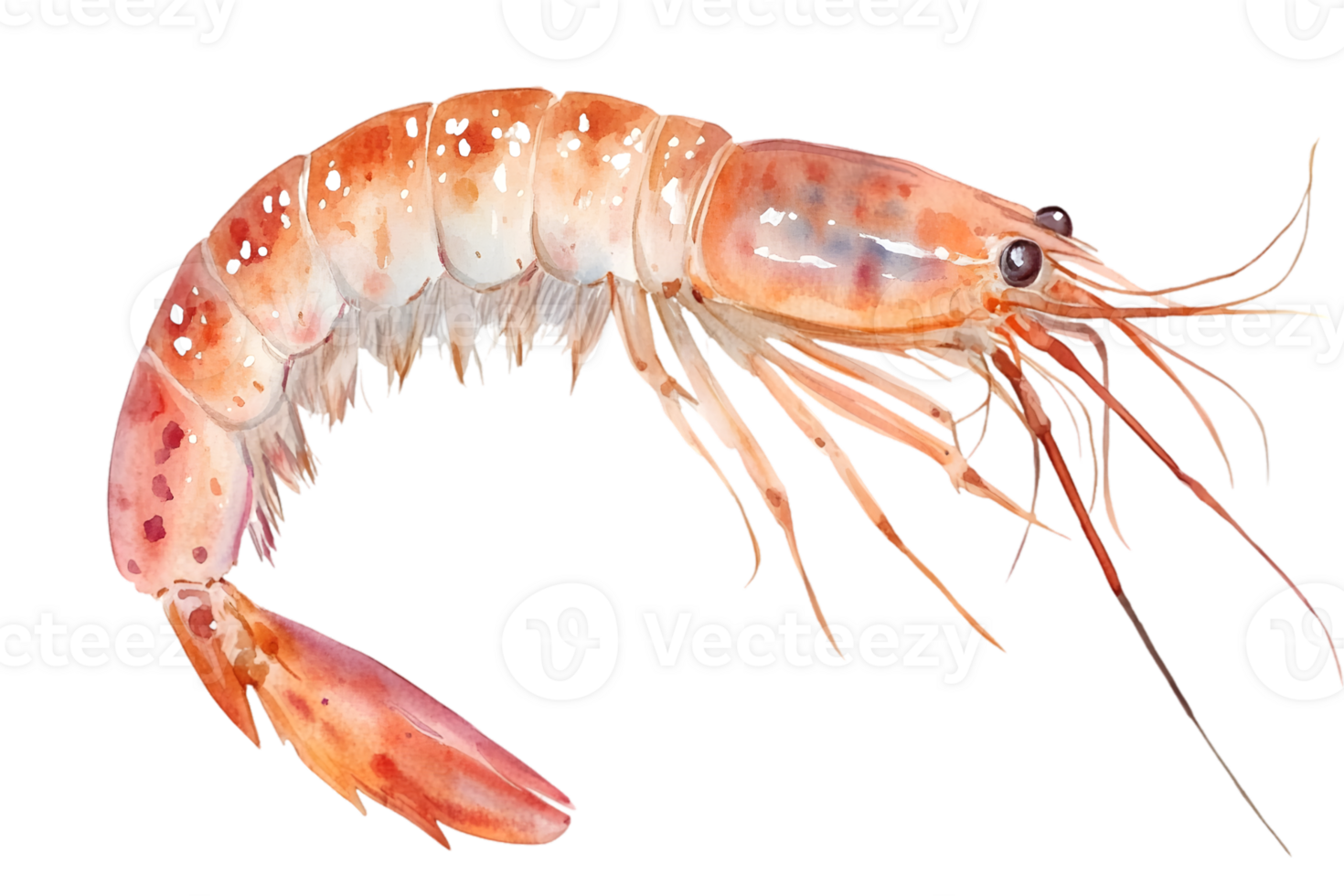 Detailed Illustration Of A Pink Shrimp With Visible Details png