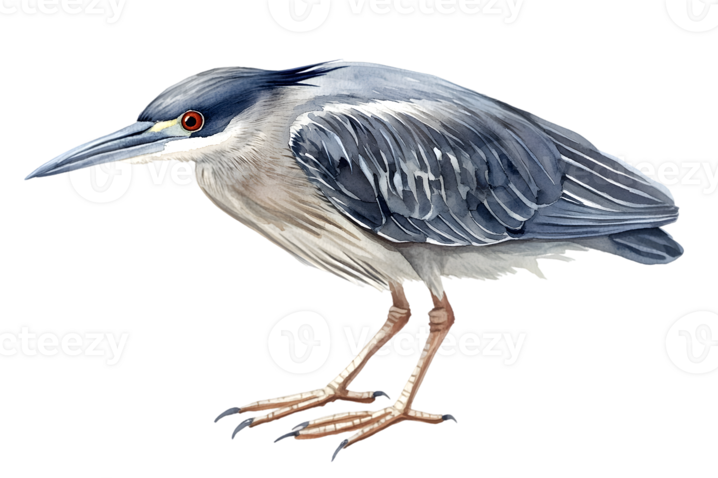 Detailed Illustration Of A Grey Heron png