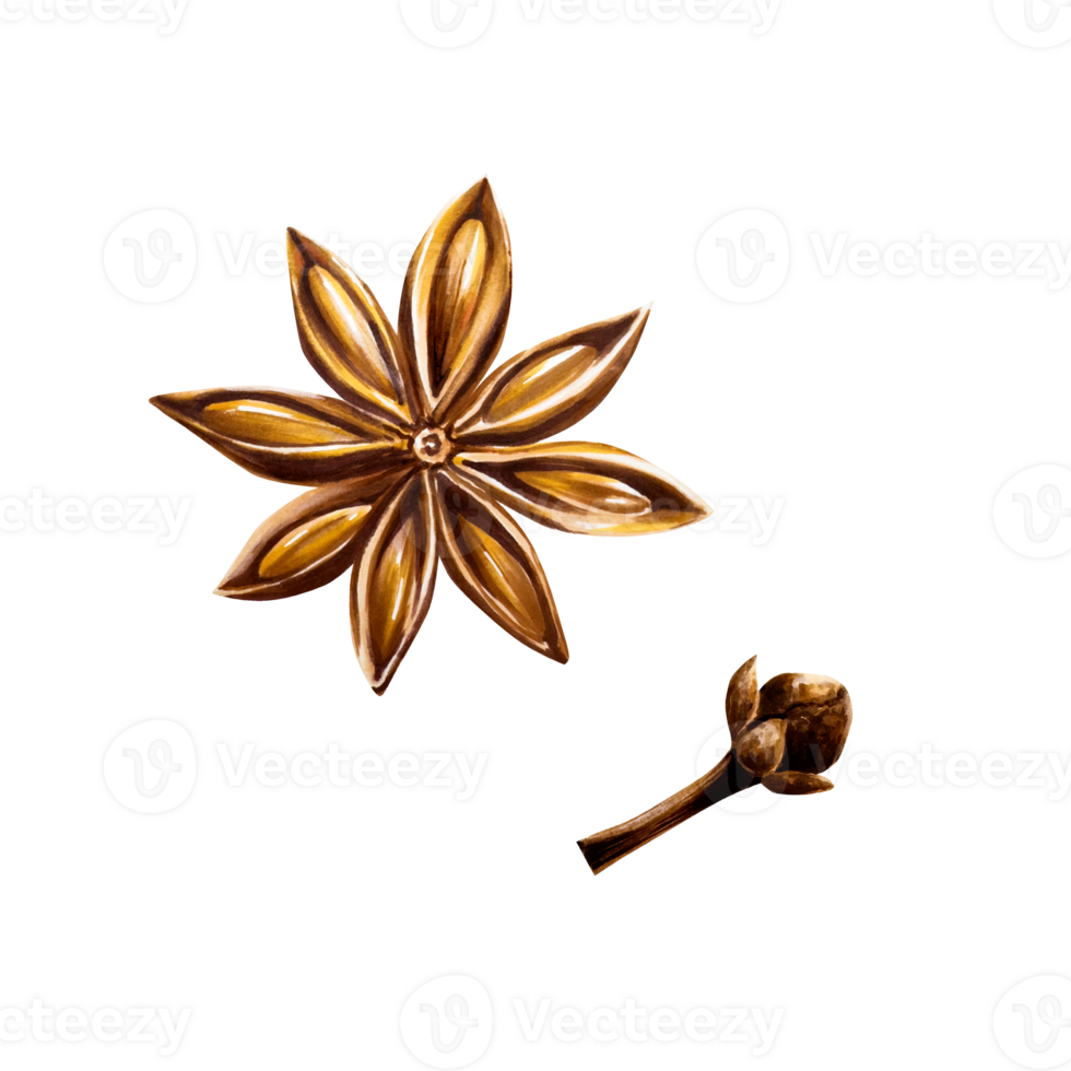 Whole star anise. Dry spice clove. Watercolor hand drawn aromatic Christmas illustration isolated on transparent background. For designers, menu, decoration, food blog, ecofriendly branding. Healthy png