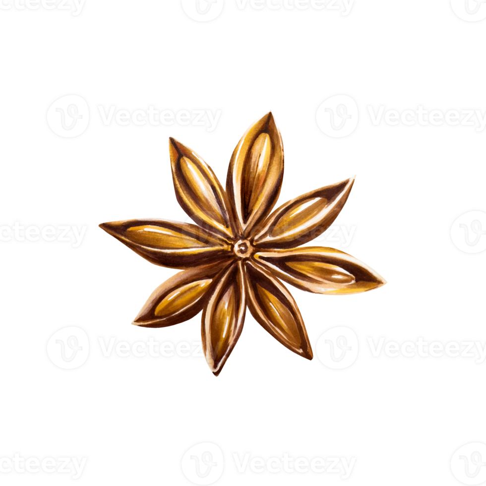 Whole star anise. Watercolor hand drawn aromatic Christmas spice illustration isolated on transparent background. For designers, menu, decoration, food blog, ecofriendly branding. Healthy Vegetarian png