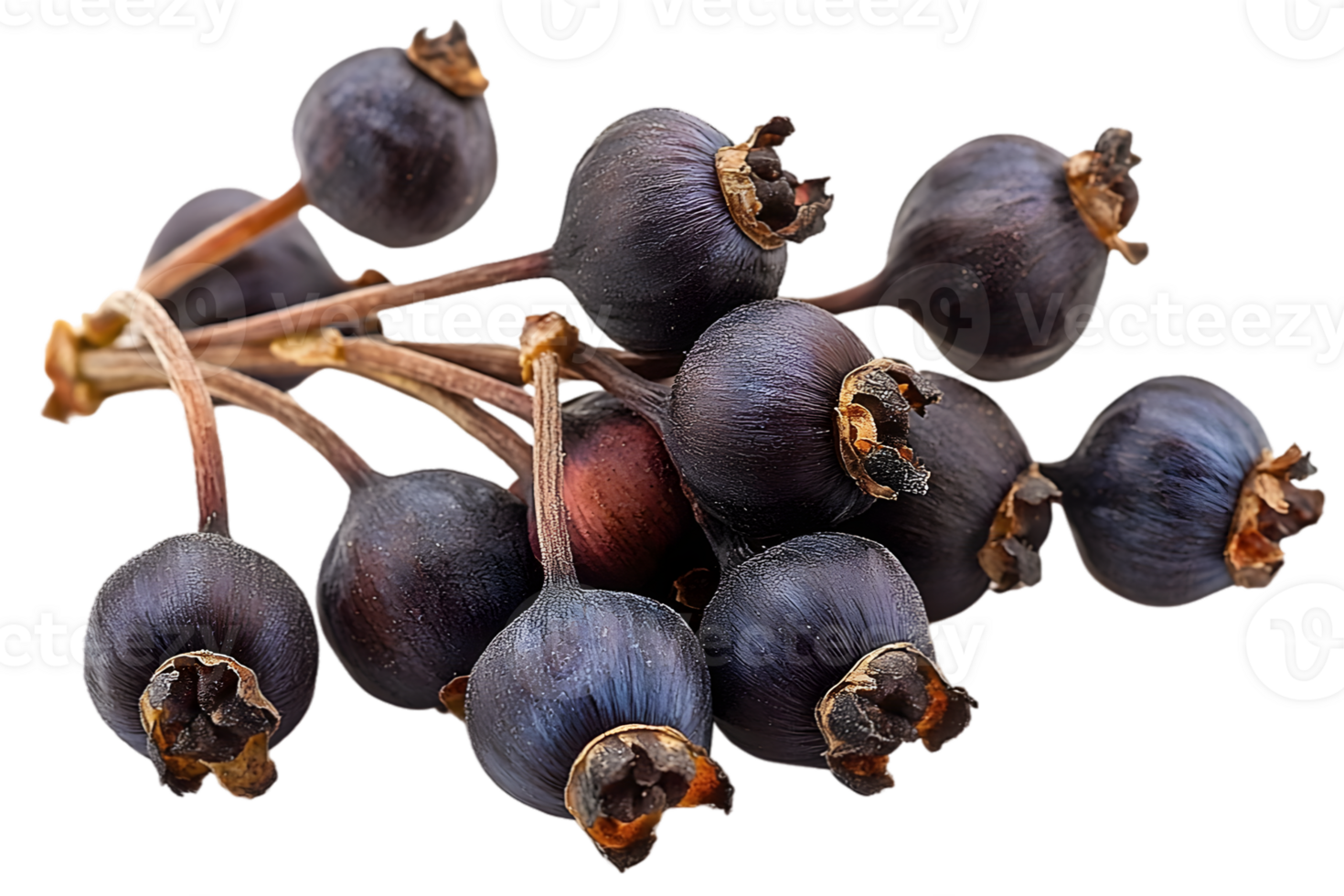 Dark Blue Berries Cluster On Branch png