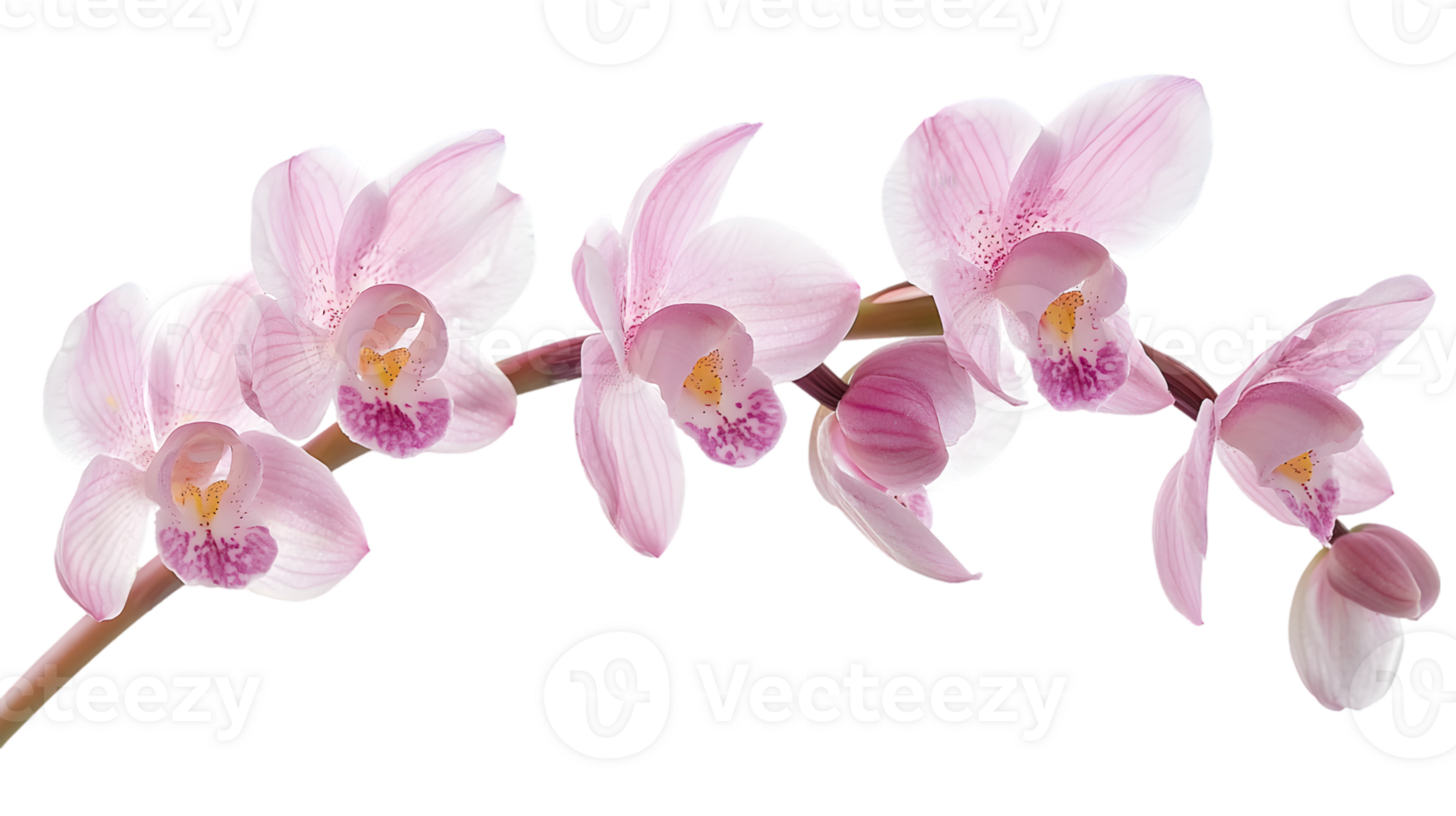 Delicate Pink Orchids On Stem png
