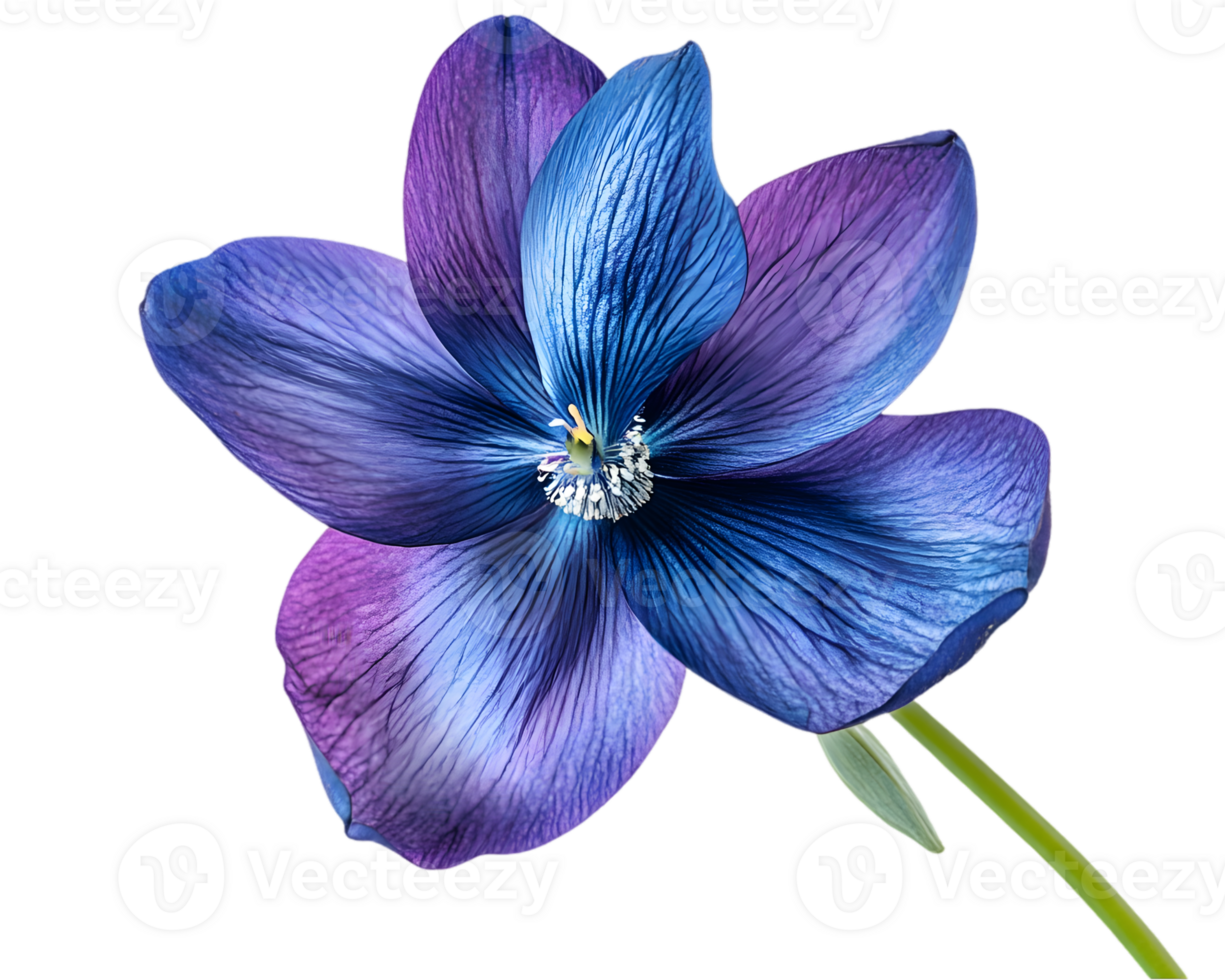 Detailed Close-Up Of A Vibrant Blue And Purple Flower png