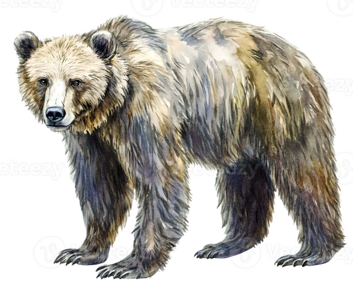 Majestic Brown Bear Watercolor Portrait png
