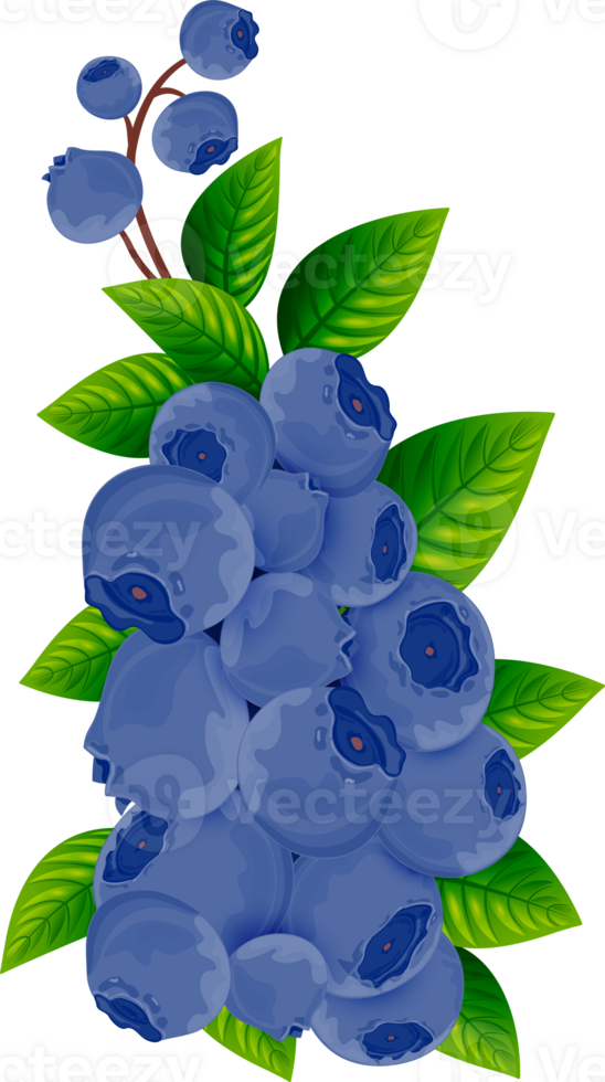 Fresh blueberry branch with green leaves. Isolated on transparent background. png
