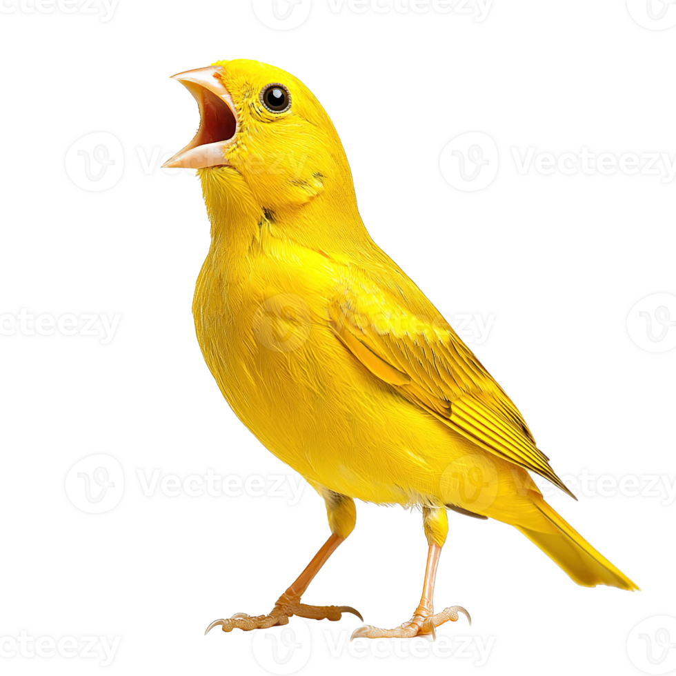 Vivid Yellow Songbird with Open Beak Isolated on Transparent Background png