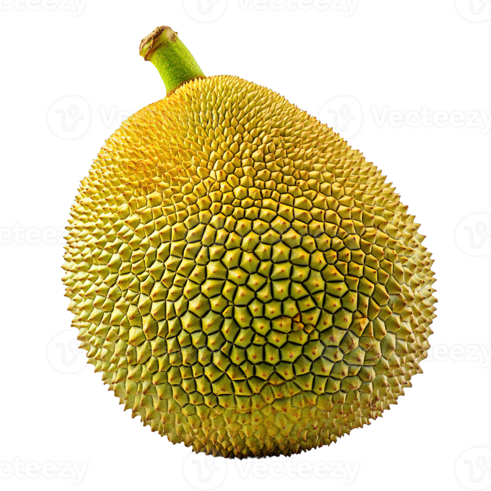 Organic Jackfruit with Vibrant Green Skin and Thorny Texture Isolated on Transparent Background png