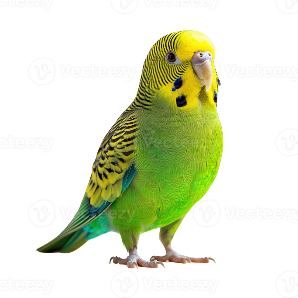 Exotic Parrot and Budgerigar with Vivid Green and Yellow Plumage on Transparent Background png
