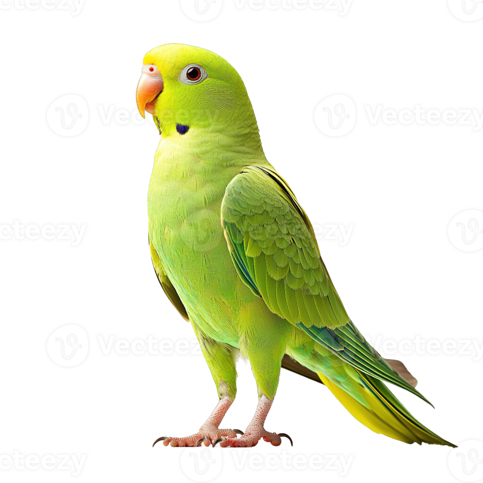 Green Parakeet with Bright Feathers and Distinctive Features on Transparent Background png