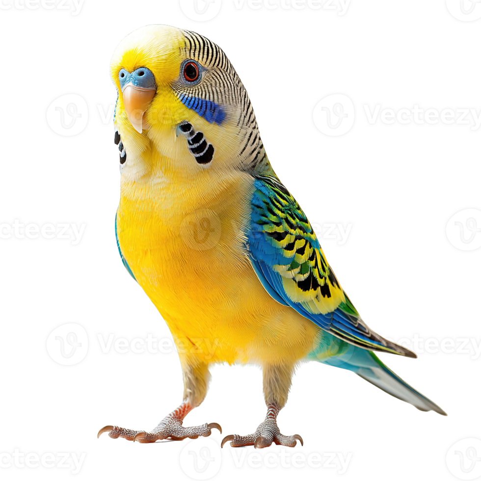 Blue and Yellow Budgerigar Bird Isolated on Transparent Background png