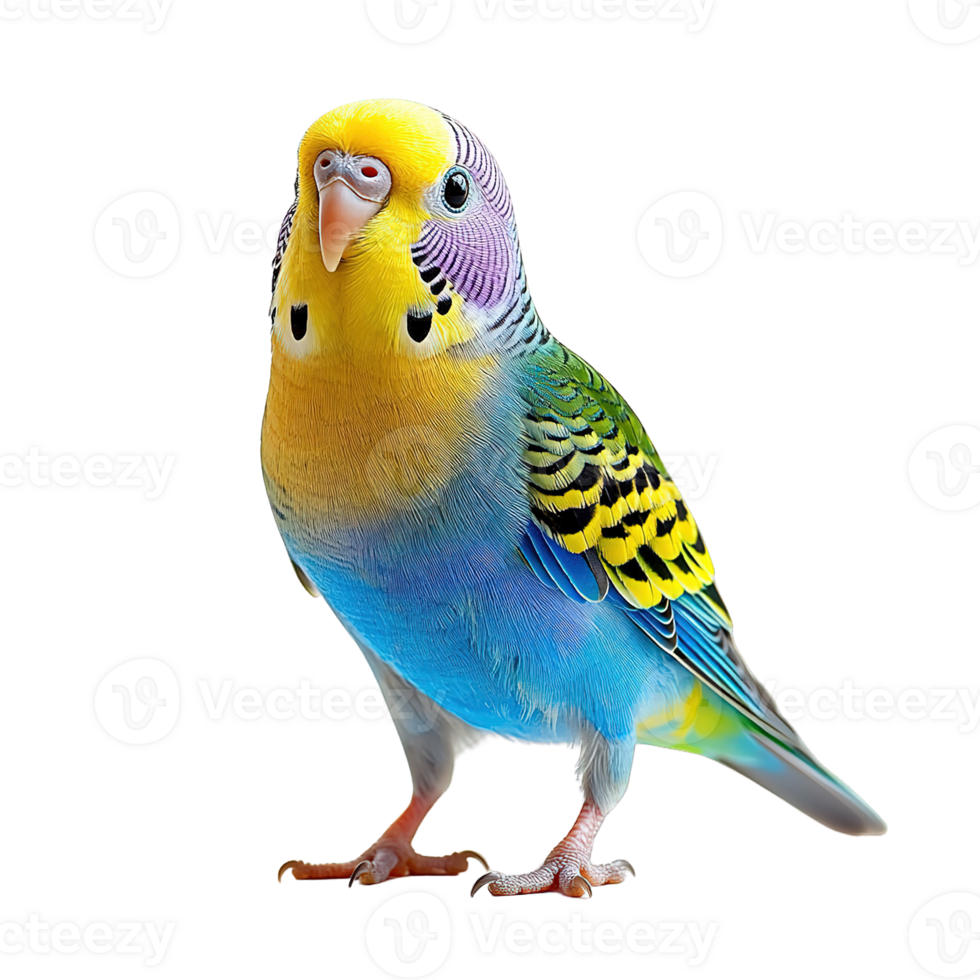 Adorable Budgerigar with Bright Plumage and Curious Expressions Isolated on Transparent Background png
