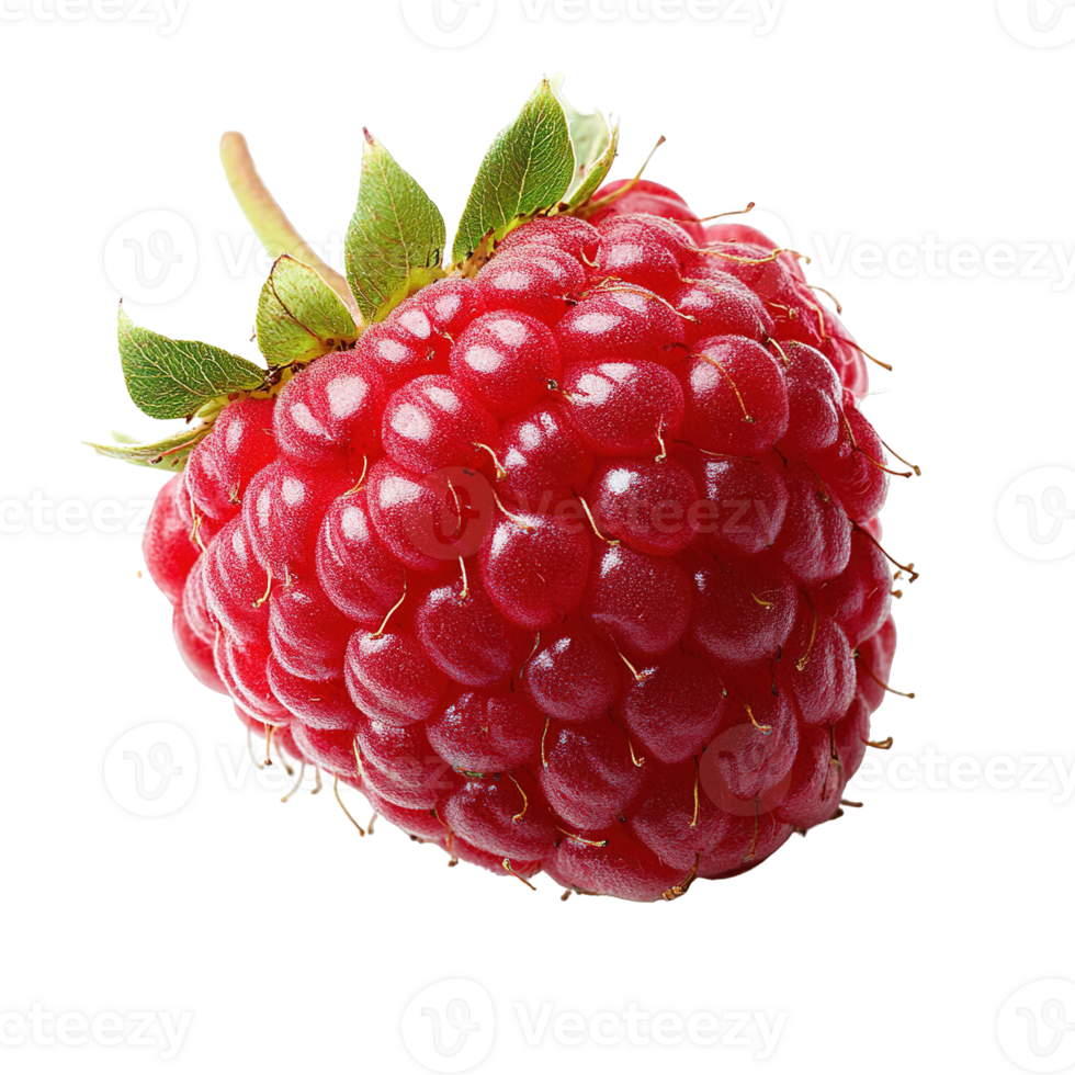 Single Plump Raspberry with Glossy Red Surface and Tiny Hair-Like Structures Isolated on Transparent Background png