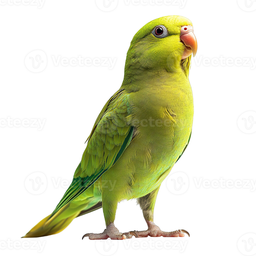 Vibrant Green Parakeet and Budgerigar with Detailed Feathers on Transparent Background png