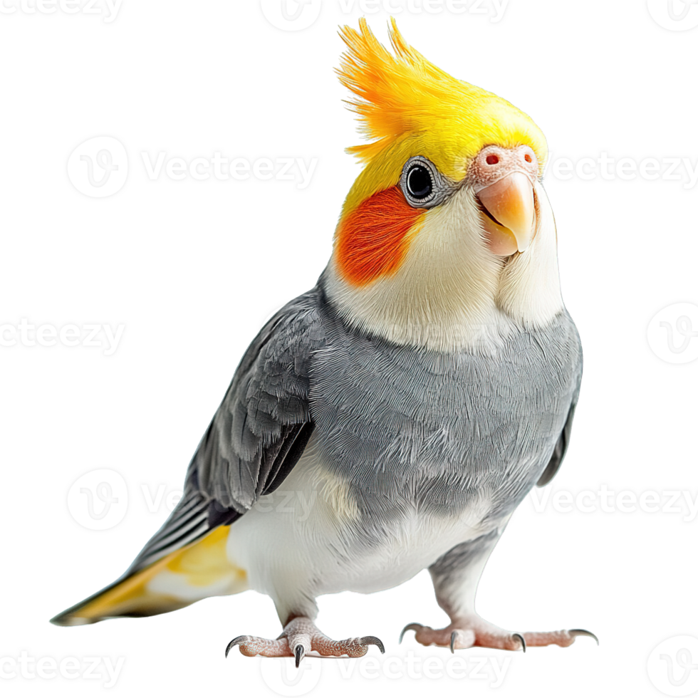 Cockatiel Parrot with Beautiful Colorful Feathers and Expressive Eyes on Transparent Background png