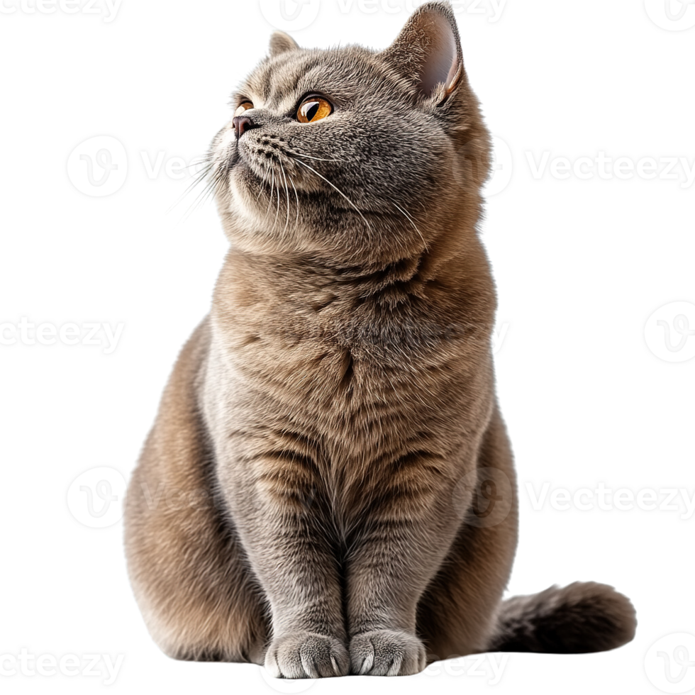 Adorable British Shorthair Cat with Curious Expression and Fluffy Coat png