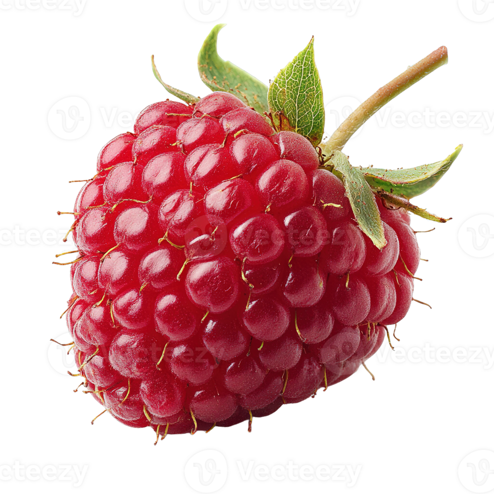 Ripe Raspberry Fruit with Tiny Drupelets and Leafy Stem Isolated on Transparent Background png