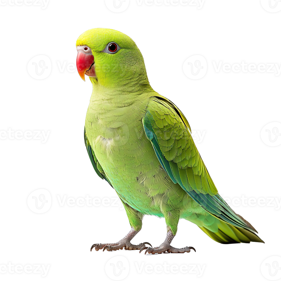 Beautiful Green Parrot Standing Gracefully with Bright Plumage on Transparent Background png