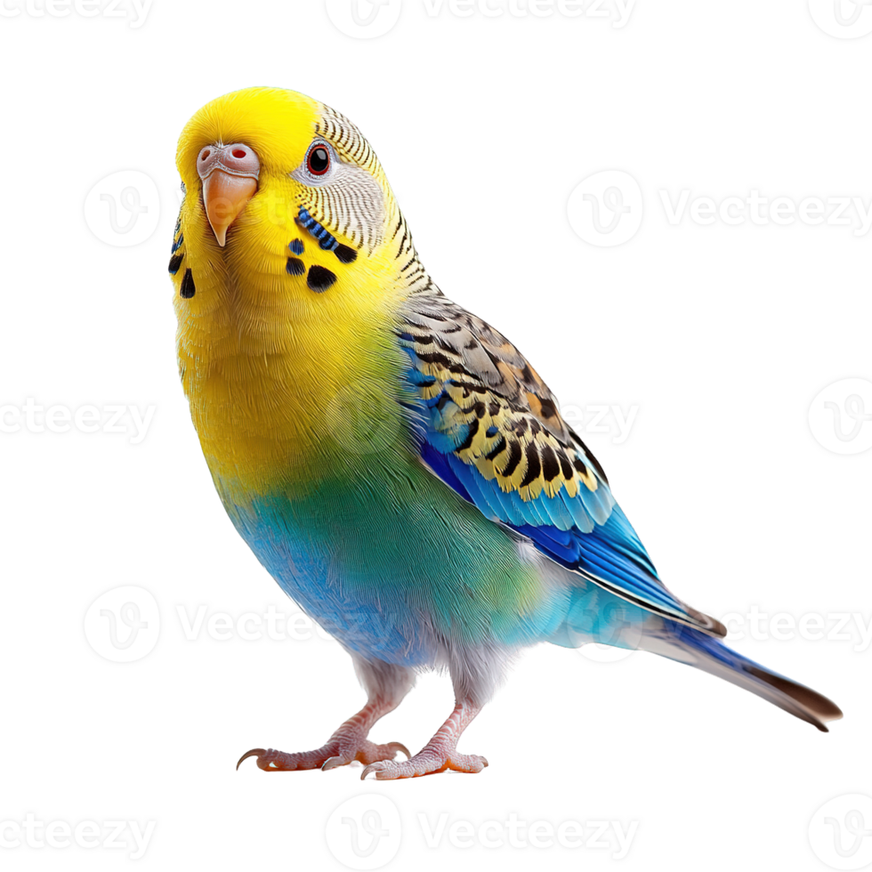 Close-Up of Stunning Budgerigar Bird with Vivid Patterns and Soft Textured Feathers Isolated on Transparent Background png