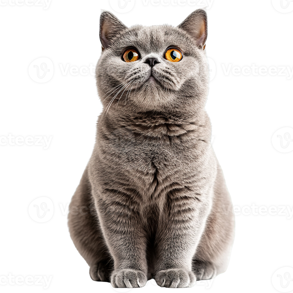British Shorthair Cat Posing Gracefully with Thick Plush Fur and Captivating Eyes png