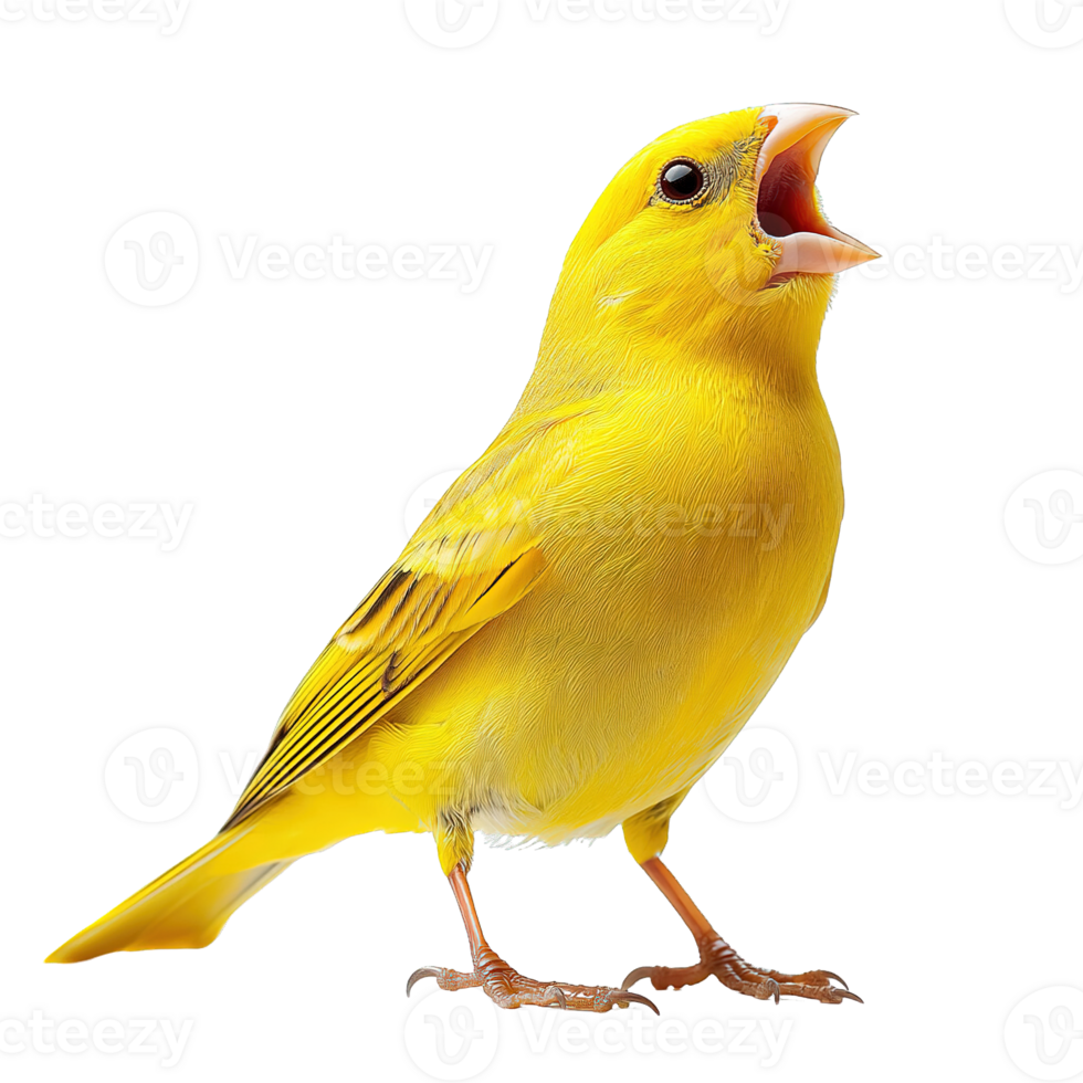 Yellow Canary Singing Loudly with Open Beak and Detailed Feathers Isolated on Transparent Background png