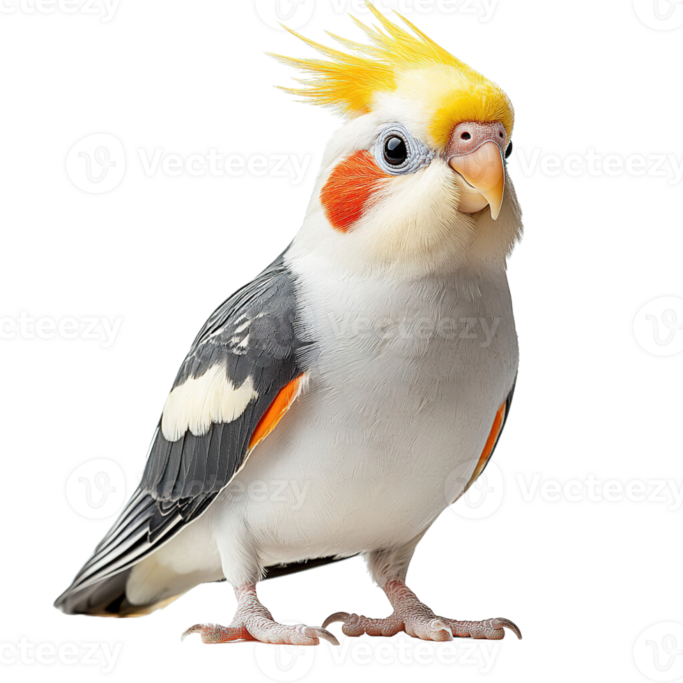 Close Up of a Playful Cockatiel with Bright Orange Cheeks and Grey Feathers on Transparent Background png