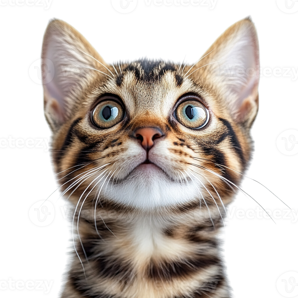 Close-Up of a Bengal Cat Gazing Up with an Intrigued and Alert Expression Isolated on Transparent Background png