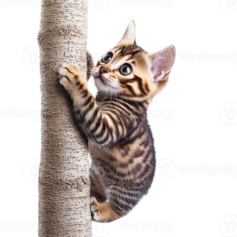 Playful Bengal Cat Holding Onto a Tree Trunk Isolated on Transparent Background png