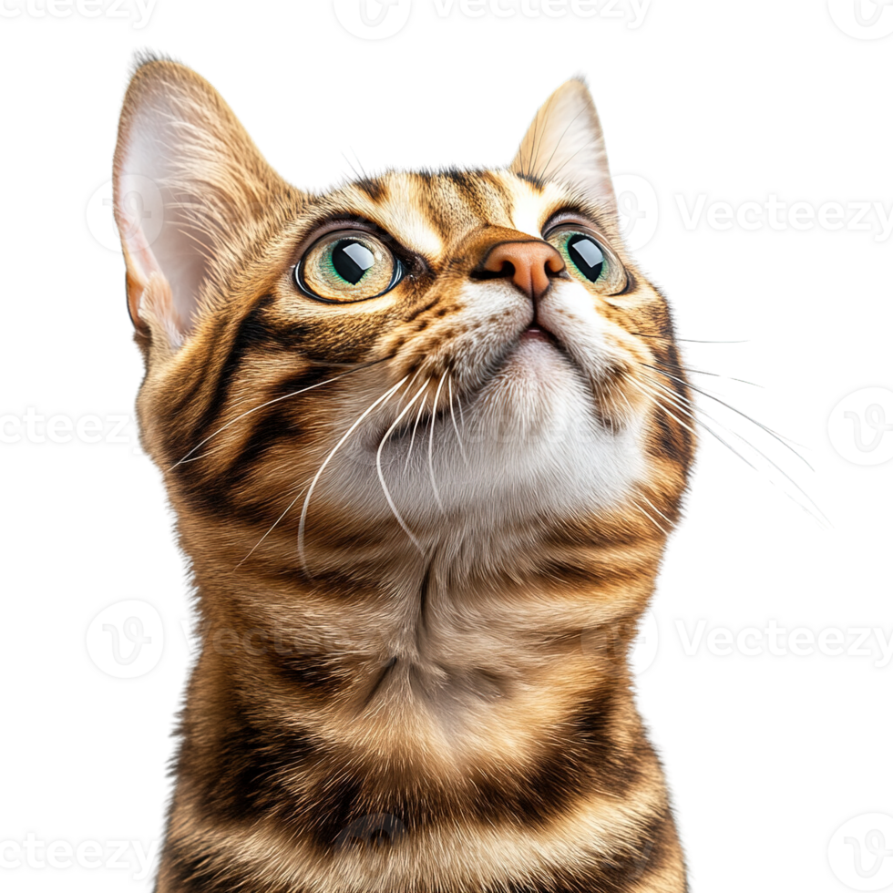 Captivating Bengal Cat Staring Up with a Curious Expression Isolated on Transparent Background png