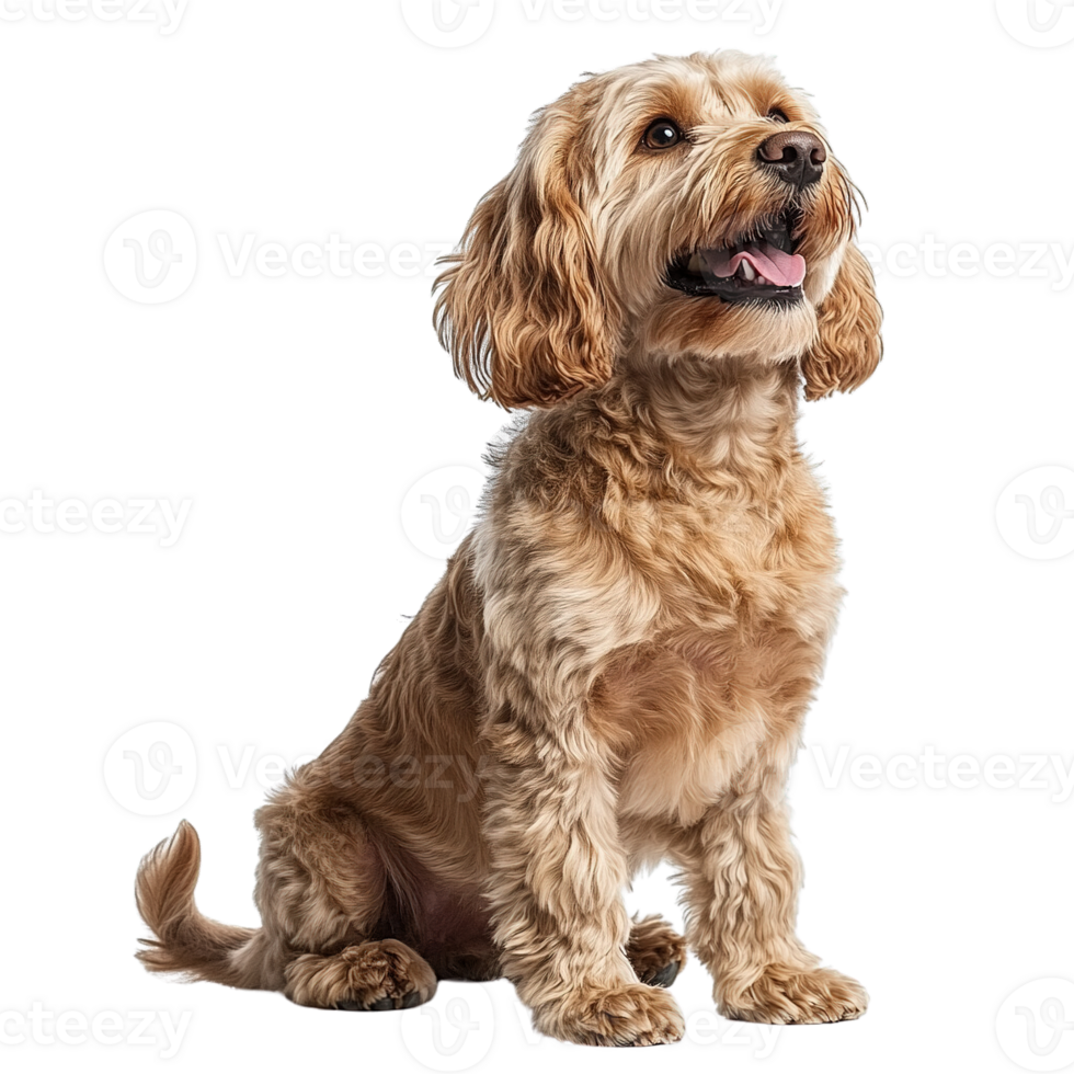 Beautiful Cockapoo Dog with Soft Wavy Fur and Bright Eyes Looking Cheerful on Transparent Background png