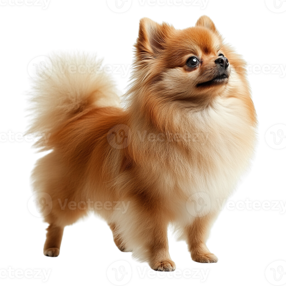Pomeranian Dog with Fluffy Tails and Happy Face Isolated on Transparent Background png