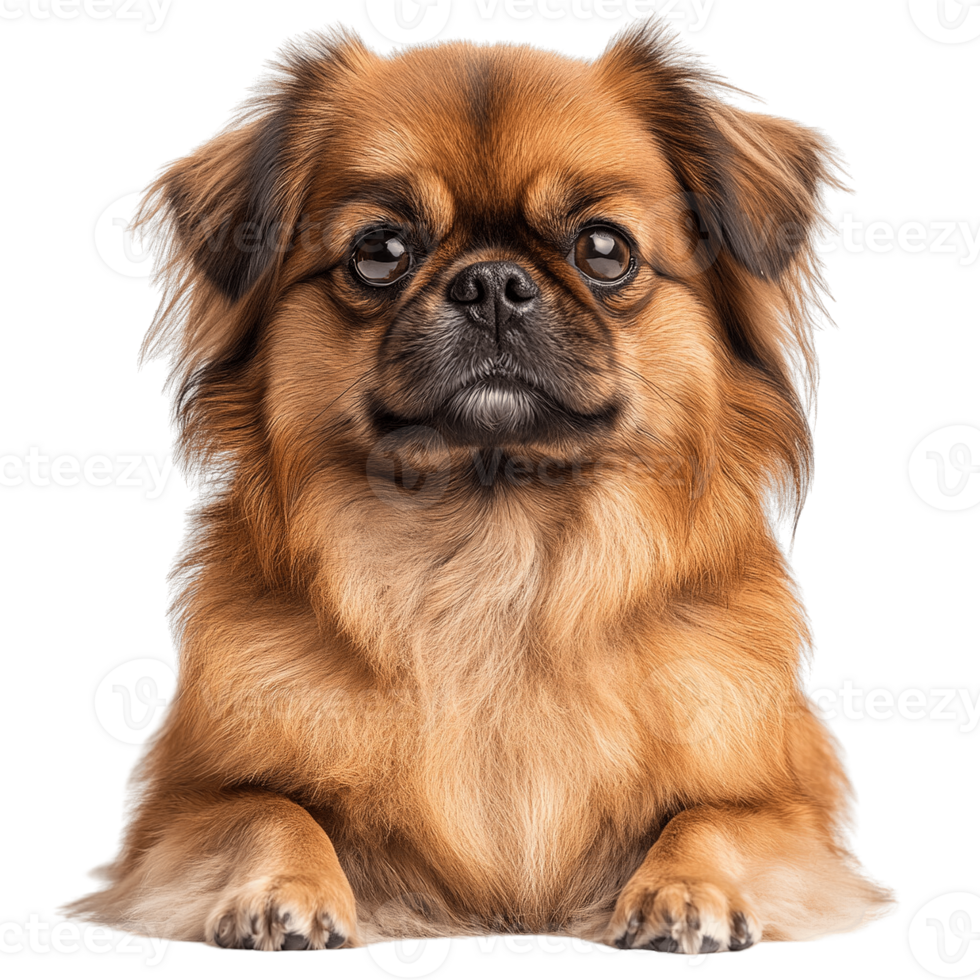 Majestic and Fluffy Pekingese Dog Sitting Proudly with an Elegant and Royal Look on Transparent Background png