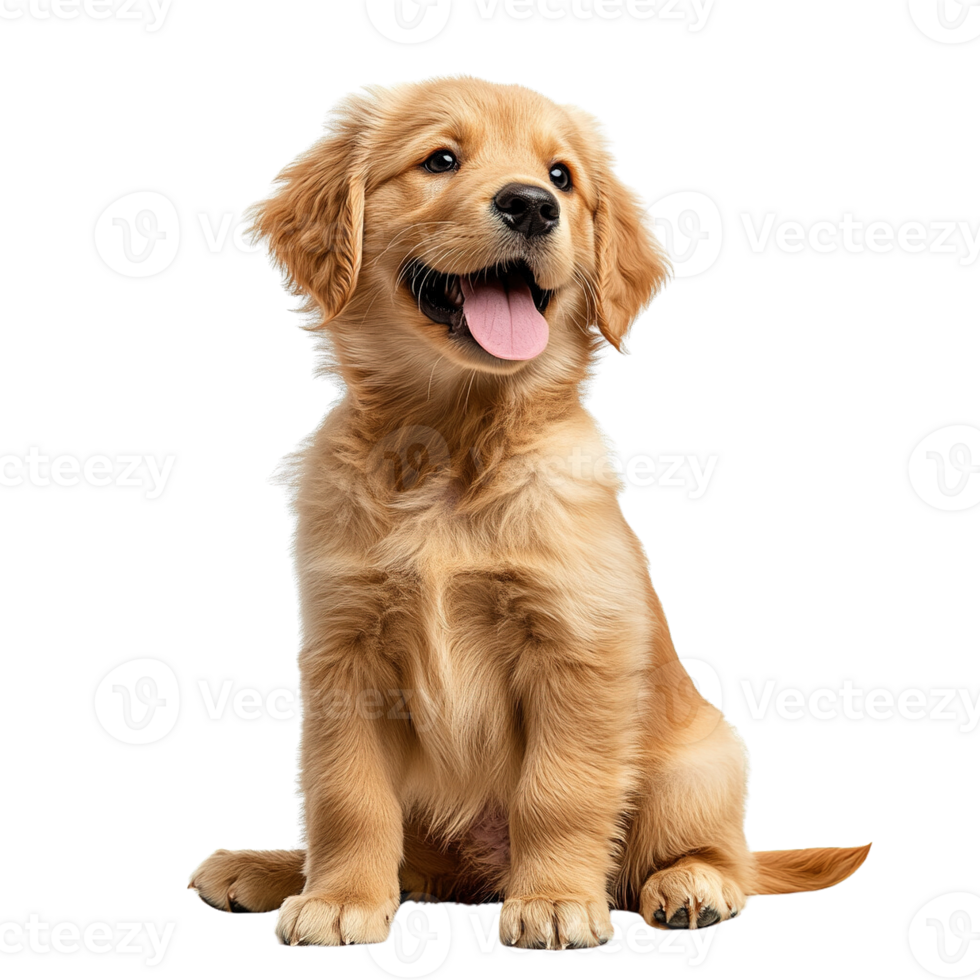 Happy Golden Retriever Puppy with Soft Golden Fur on Transparent Background png