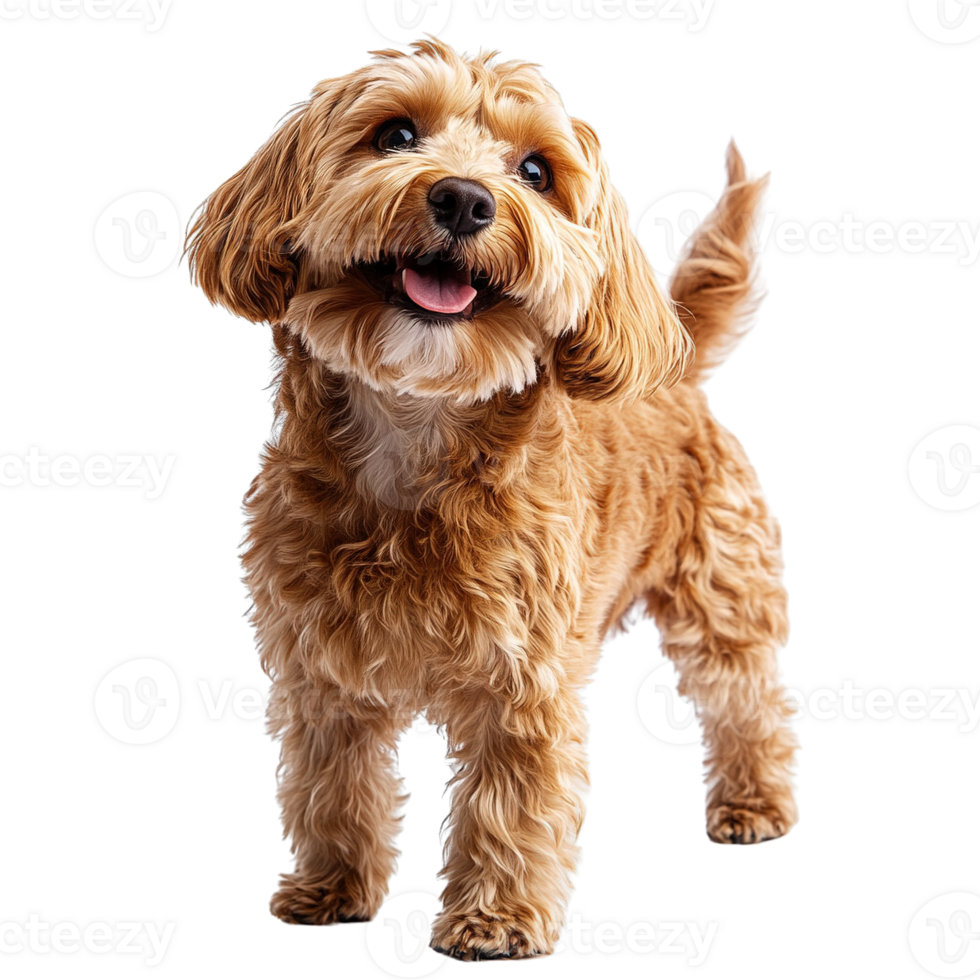 Charming Cockapoo Dog Wagging Their Tails and Smiling Isolated on Transparent Background png