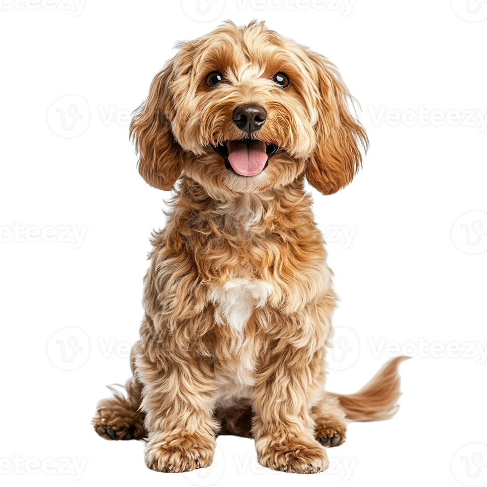 Portrait of Cute Cockapoo Dog Sitting with Happy Expressions on Transparent Background png