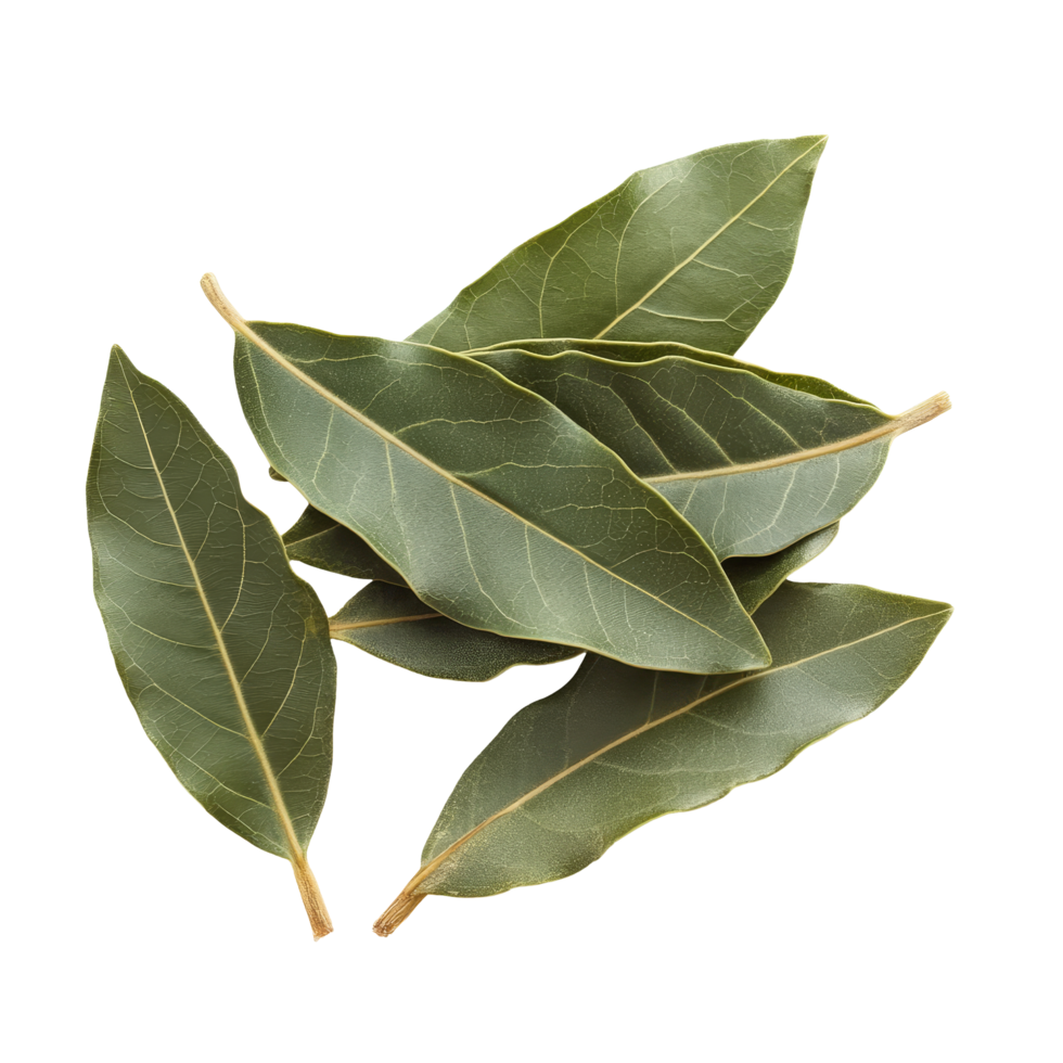 Fresh bay leaves arranged on a transparent background showcasing their natural beauty and rich texture, bay leaves isolated transparent background png