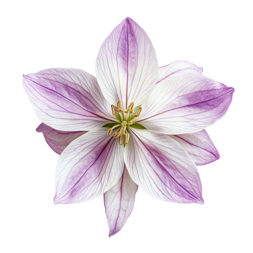 The spring starflower blooms with striking transparent and purple petals, showcasing intricate veining and a vibrant center, Single spring starflower flower top view isolated on transparent background png