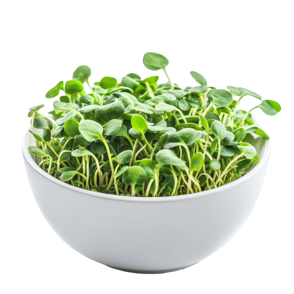 Fresh young sunflower sprouts in a transparent bowl against a light backdrop, green young sunflower sprouts in the transparent bowl isolated on transparent background png